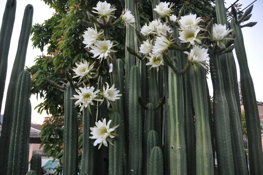 San Pedro