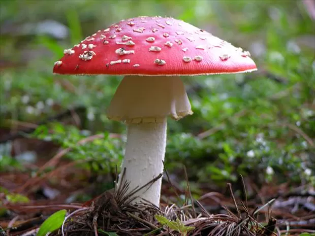 Amanita